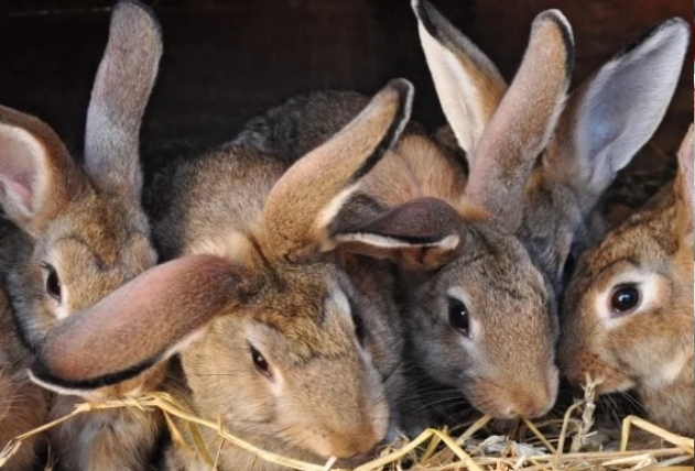 Разведение кроликов в своем хозяйстве