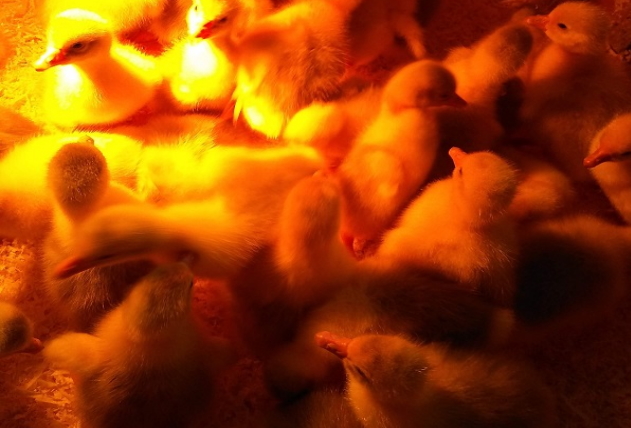 Инкубация гусиных яиц в Несушке