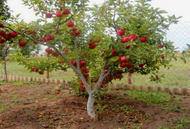 Яблоня уход и выращивание на своем участке